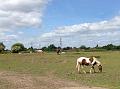 2015-0606-1200_LowerMorden_16